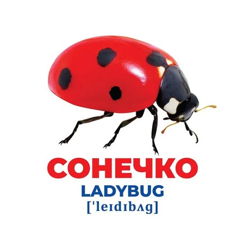 Набор карточек Гений Насекомые Ranok Creative картон 17 шт