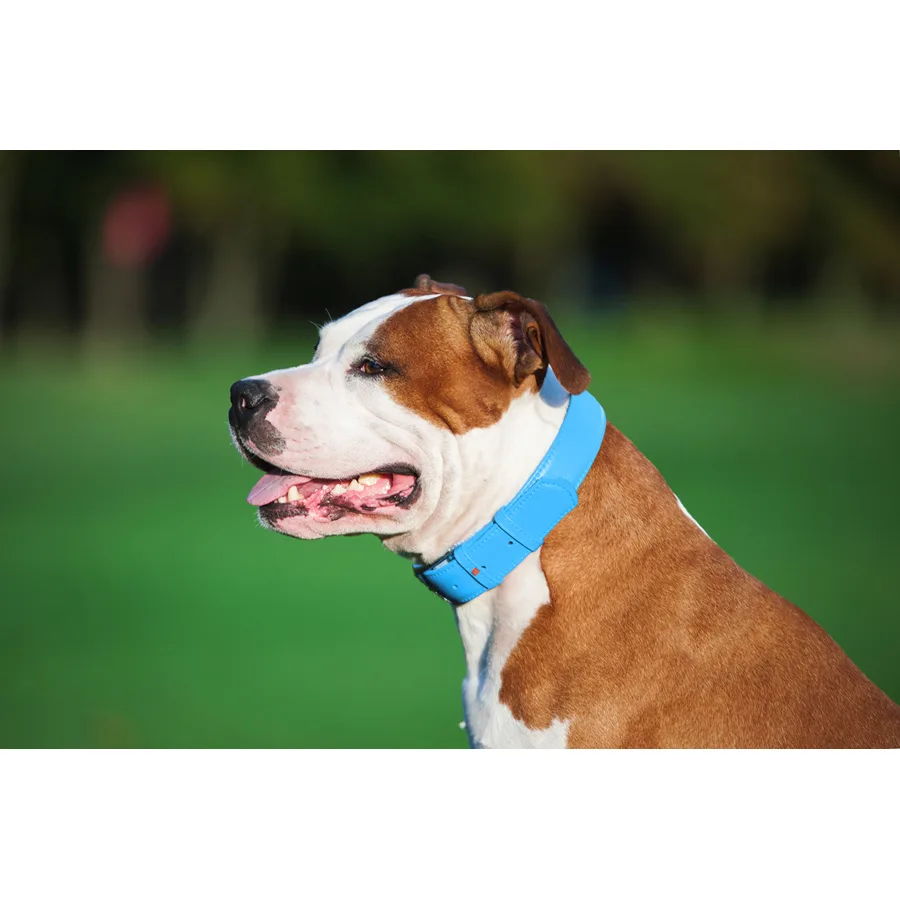 Нашийник WAUDOG Glamour L 38-49 см шкіряний блакитний 25 мм