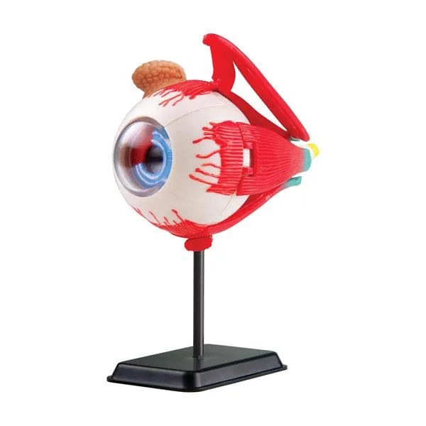 Очне яблуко Edu-Toys збірне пластик 14 см різнокольорове