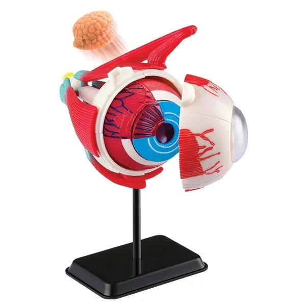 Очне яблуко Edu-Toys збірне пластик 14 см різнокольорове