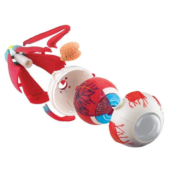 Очне яблуко Edu-Toys збірне пластик 14 см різнокольорове