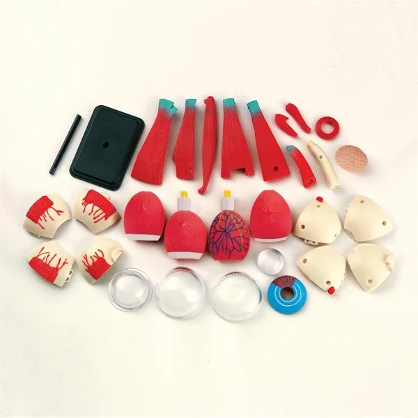 Очне яблуко Edu-Toys збірне пластик 14 см різнокольорове