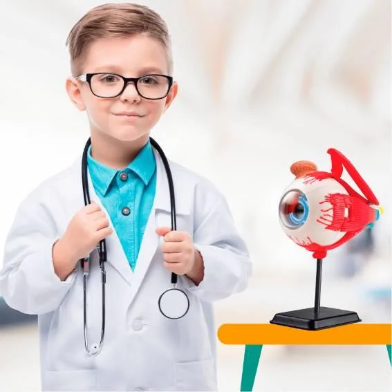 Очне яблуко Edu-Toys збірне пластик 14 см різнокольорове