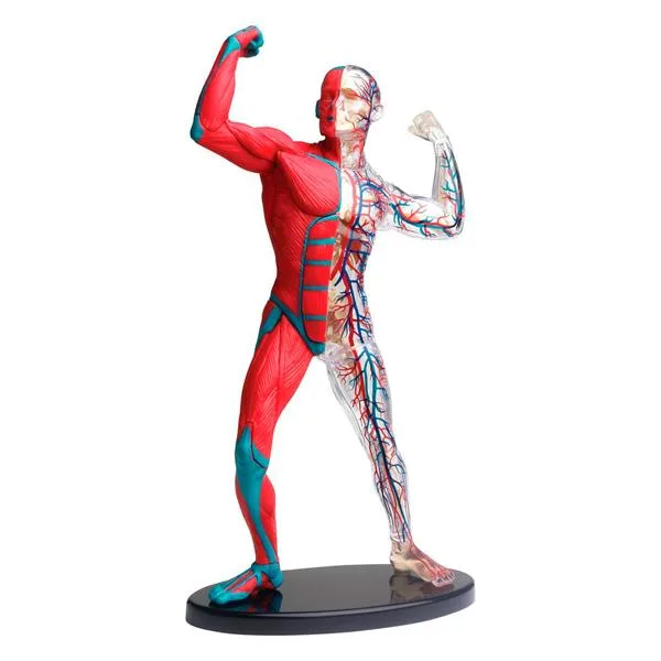 Модель м'язів і скелета людини Edu-Toys пластикова 19 см різнокольорова