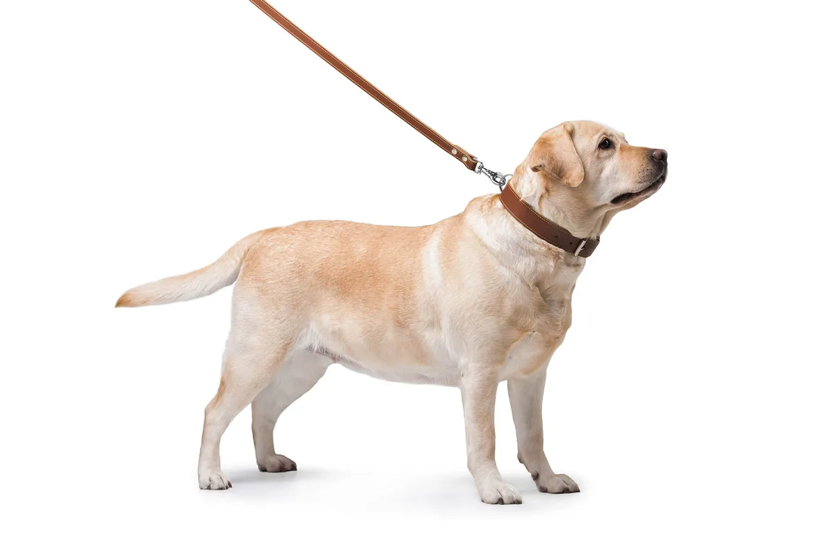 Повідець подвійний CoLLaR 122х20 см шкіряний коричневий