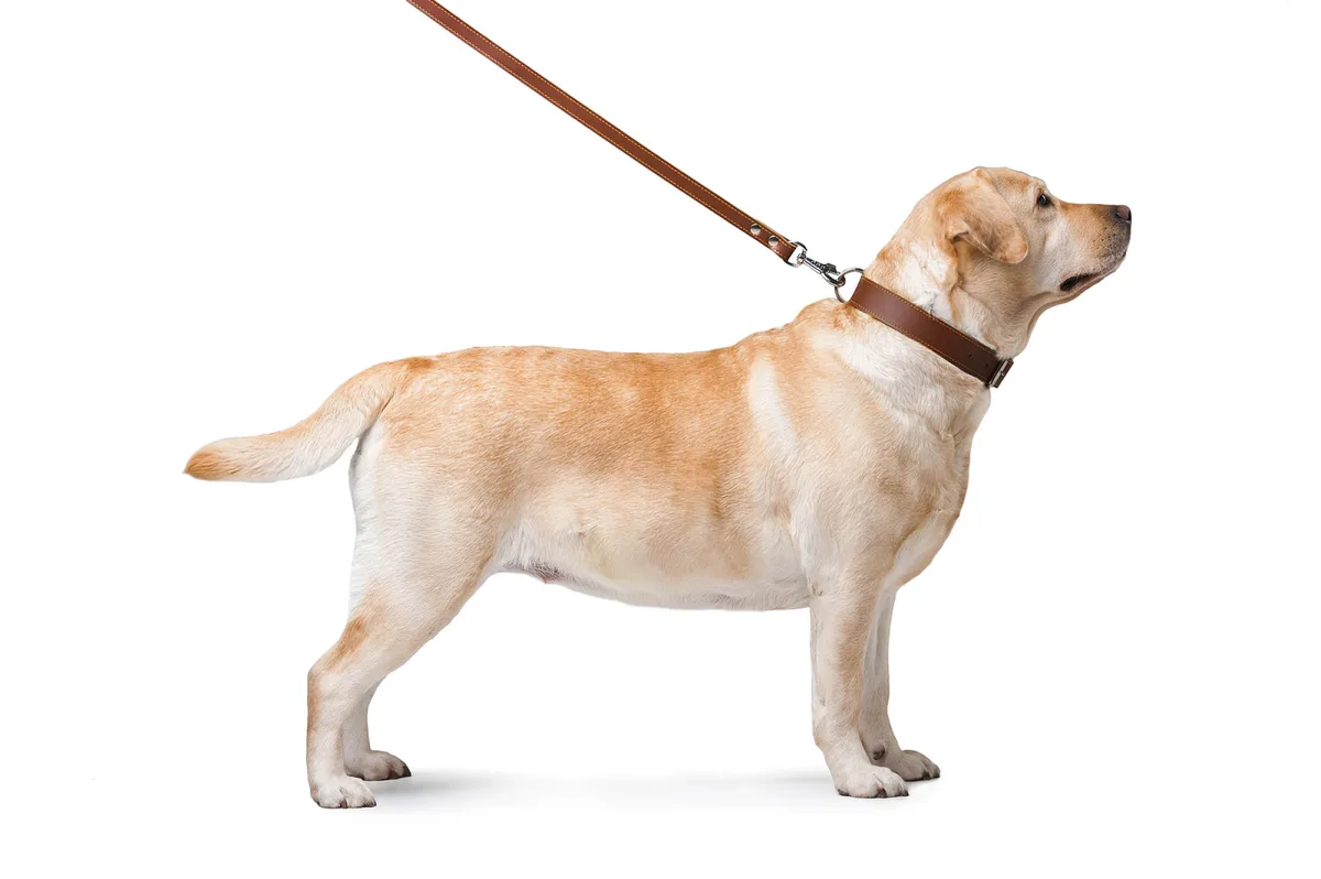 Повідець подвійний CoLLaR 122х20 см шкіряний коричневий