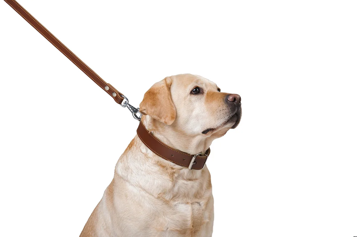 Повідець подвійний CoLLaR 122х20 см шкіряний коричневий