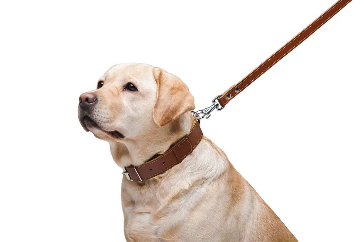 Повідець подвійний CoLLaR 122х20 см шкіряний коричневий