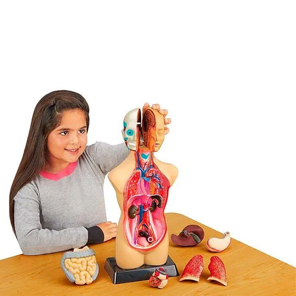 Анатомічна модель людини Edu-Toys пластикова 27 см різнокольорова