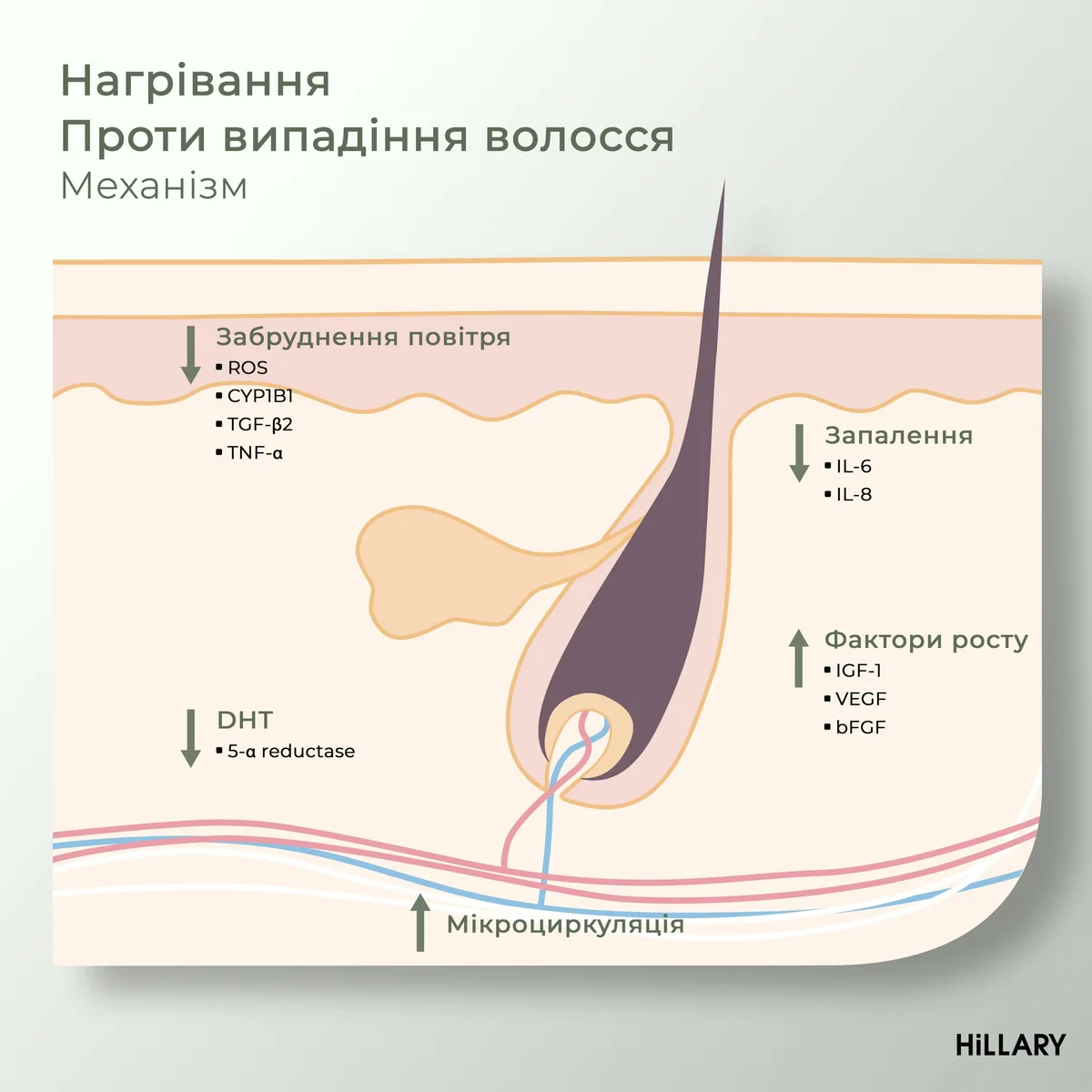 Комплекс HBS Оновлення Hillary Hair Body Skin Renewal