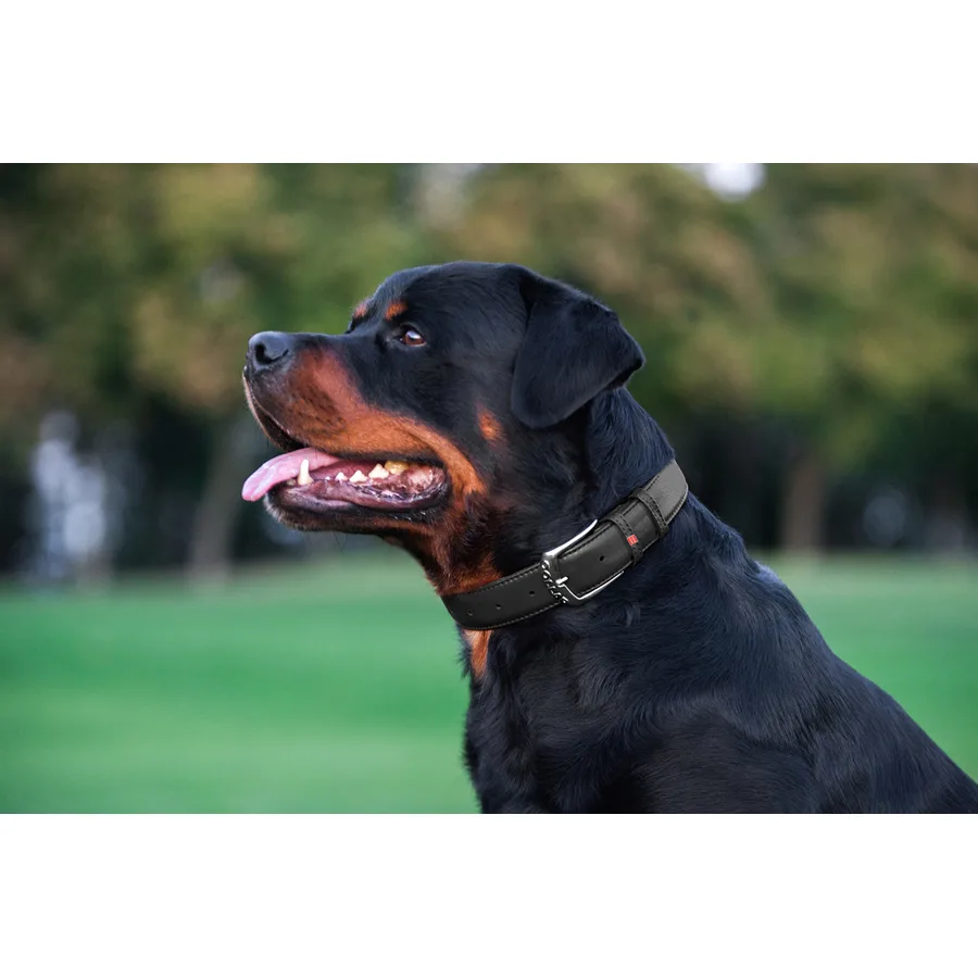 Нашийник WAUDOG Glamour L 25 мм шкіряний чорний 38-49 см з QR паспортом