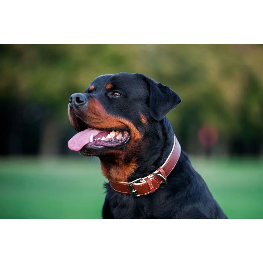 Нашийник WAUDOG Soft шкіряний 25 мм 38-49 см коричневий