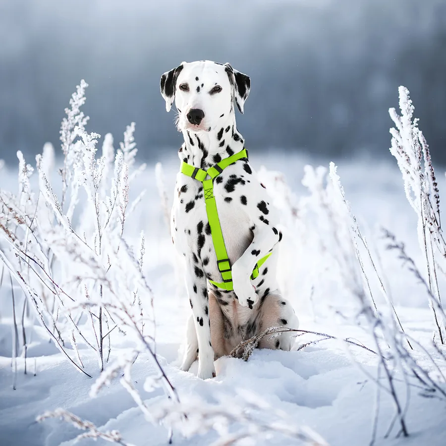 Шлея анатомічна WAUDOG Waterproof N-подібна Collartex 20 мм 40-66 см салатова