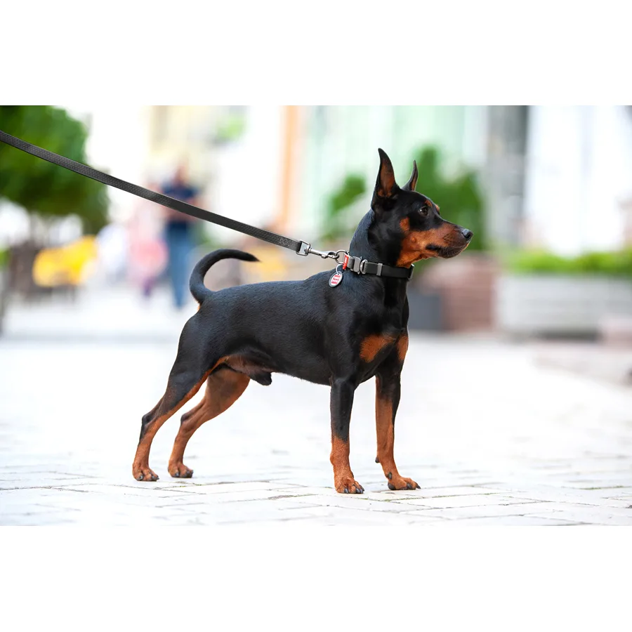 Нашийник WAUDOG Waterproof 25 мм x 38-58 см Collartex чорний металічна пряжка
