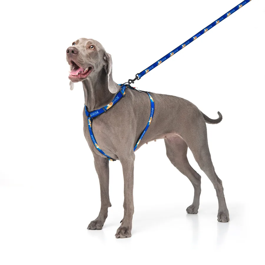 Повідець WAUDOG Nylon L-XXL 25мм 122см Нейлон Прапор