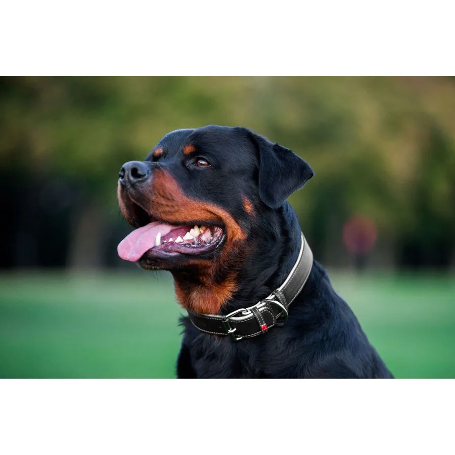 Нашийник WAUDOG Soft шкіряний 25 мм 38-49 см чорний