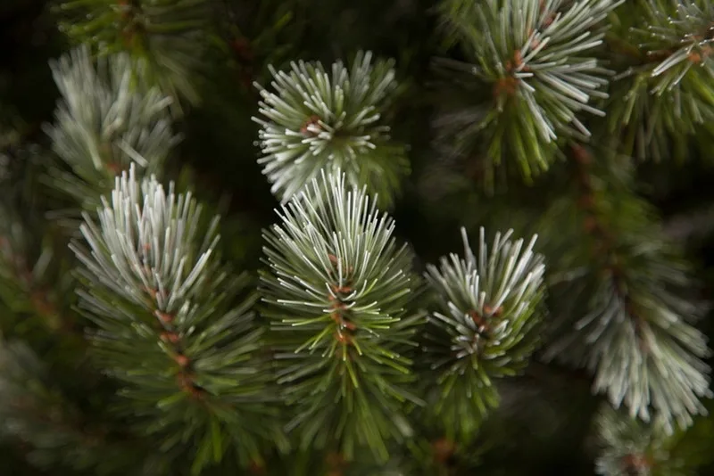 Сосна TriumphTree ПВХ 230 см зелена з інеєм та шишками