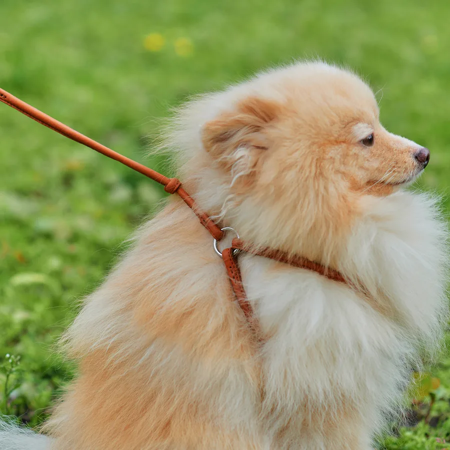 Шлея з повідцем WAUDOG Soft 6 мм 26-46 см натуральна шкіра коричнева