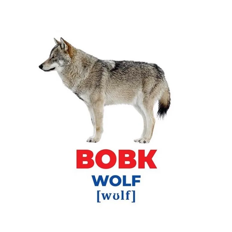 Набір розвиваючих карток Тварини України 17 шт картон 20х0,5х16 см різні кольори