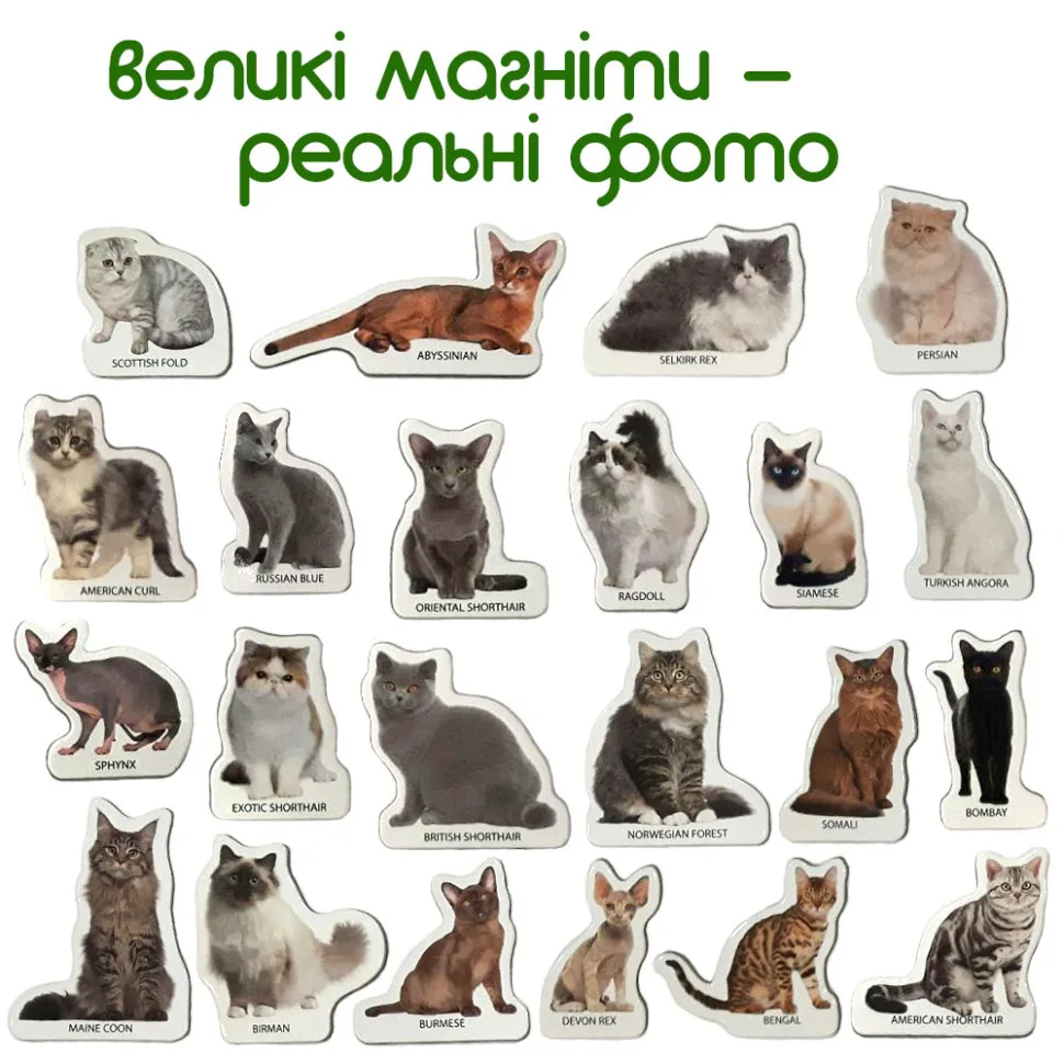 Набор магнитов Magdum ламинированные 22 фигурки 12х17х3,7 см Породы кошек