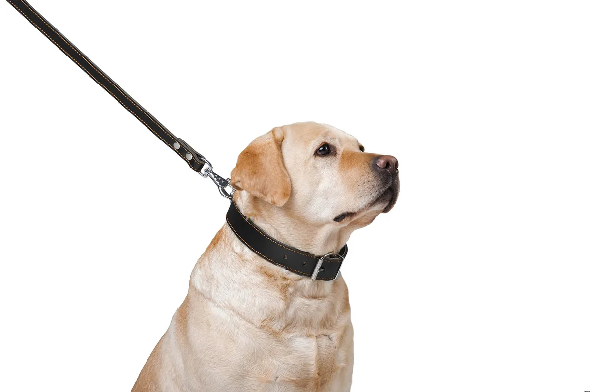 Повідець CoLLaR подвійний 20мм 122см шкіряний чорний для собак середнього розміру