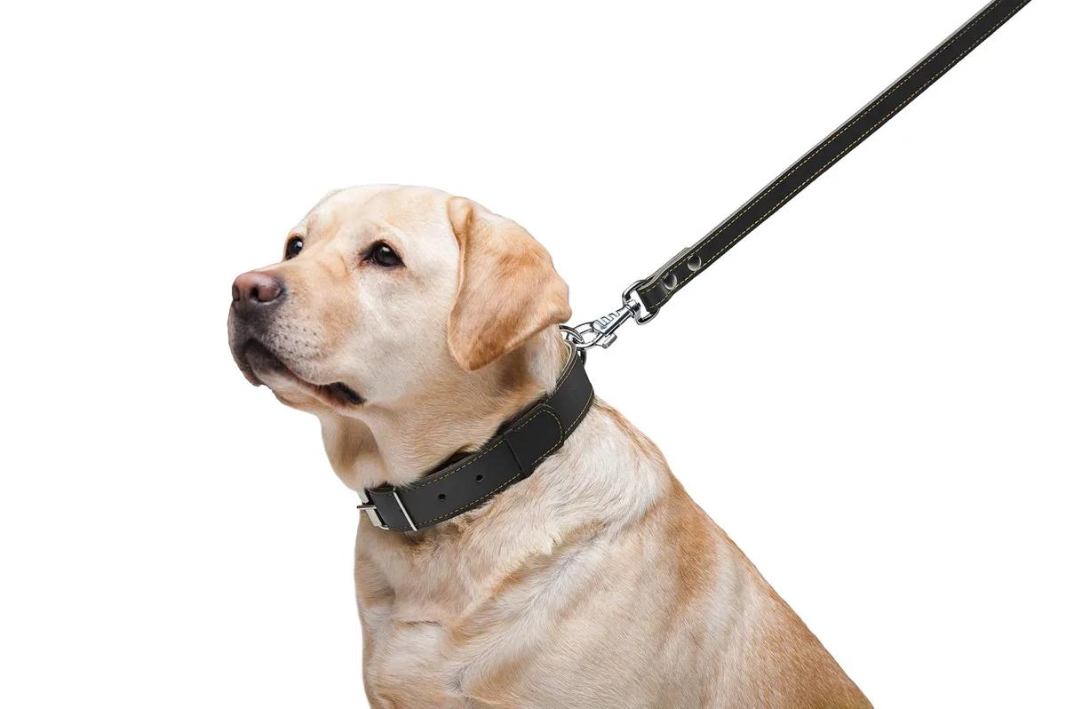 Повідець CoLLaR подвійний 20мм 122см шкіряний чорний для собак середнього розміру