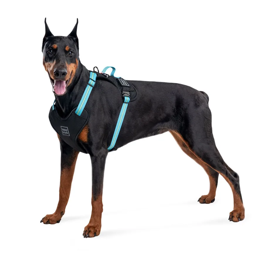 Шлея WAUDOG Nylon S 20 мм 35-60 см нейлонова блакитна металева пряжка