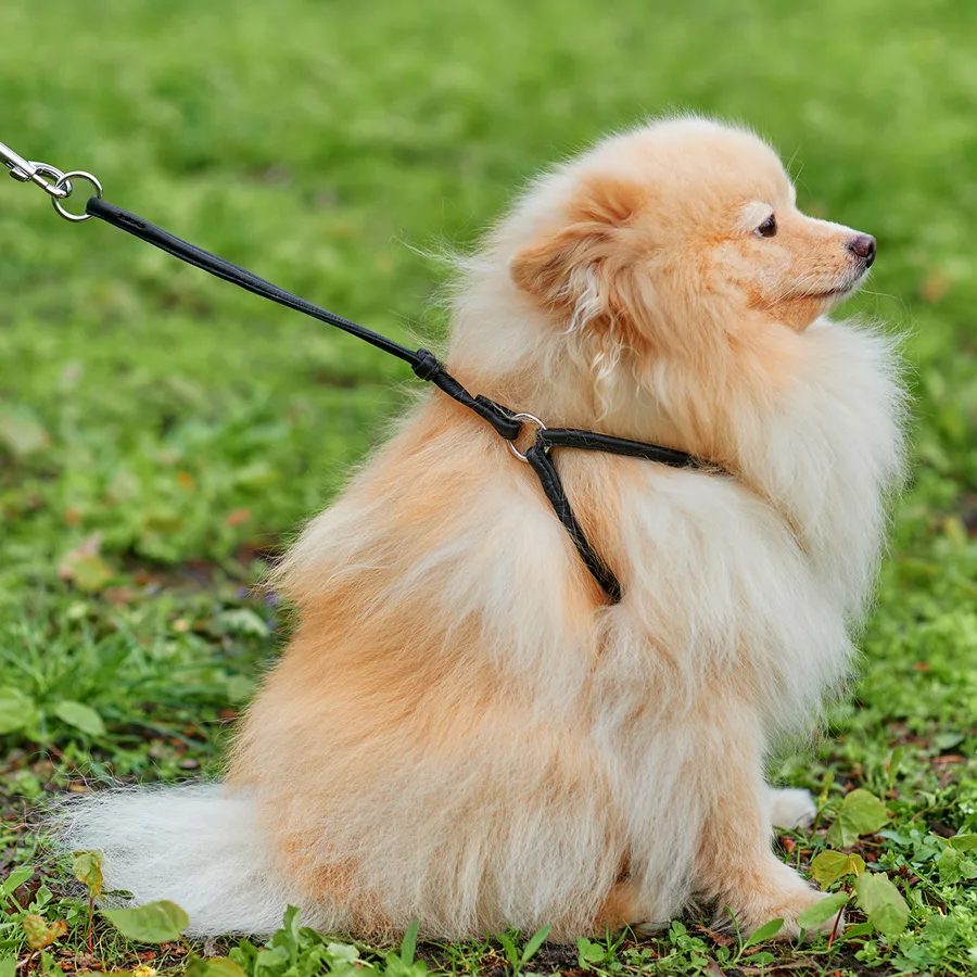 Шлея з повідцем WAUDOG Soft 6 мм шкіряна 42-60 см чорна