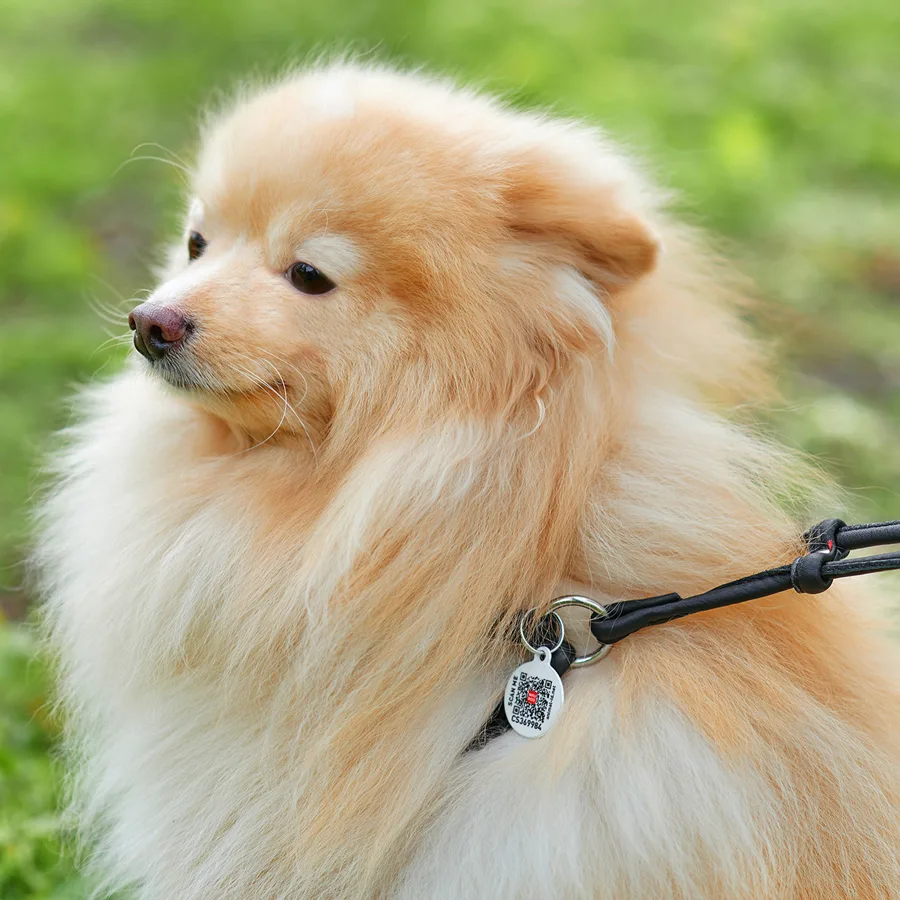 Шлея з повідцем WAUDOG Soft 6 мм шкіряна 42-60 см чорна