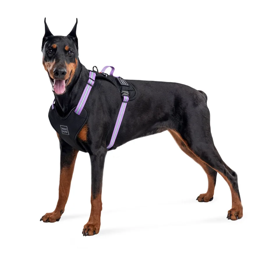 Шлея WAUDOG Nylon S 20 мм 35-60 см фіолетова нейлонова металічна пряжка