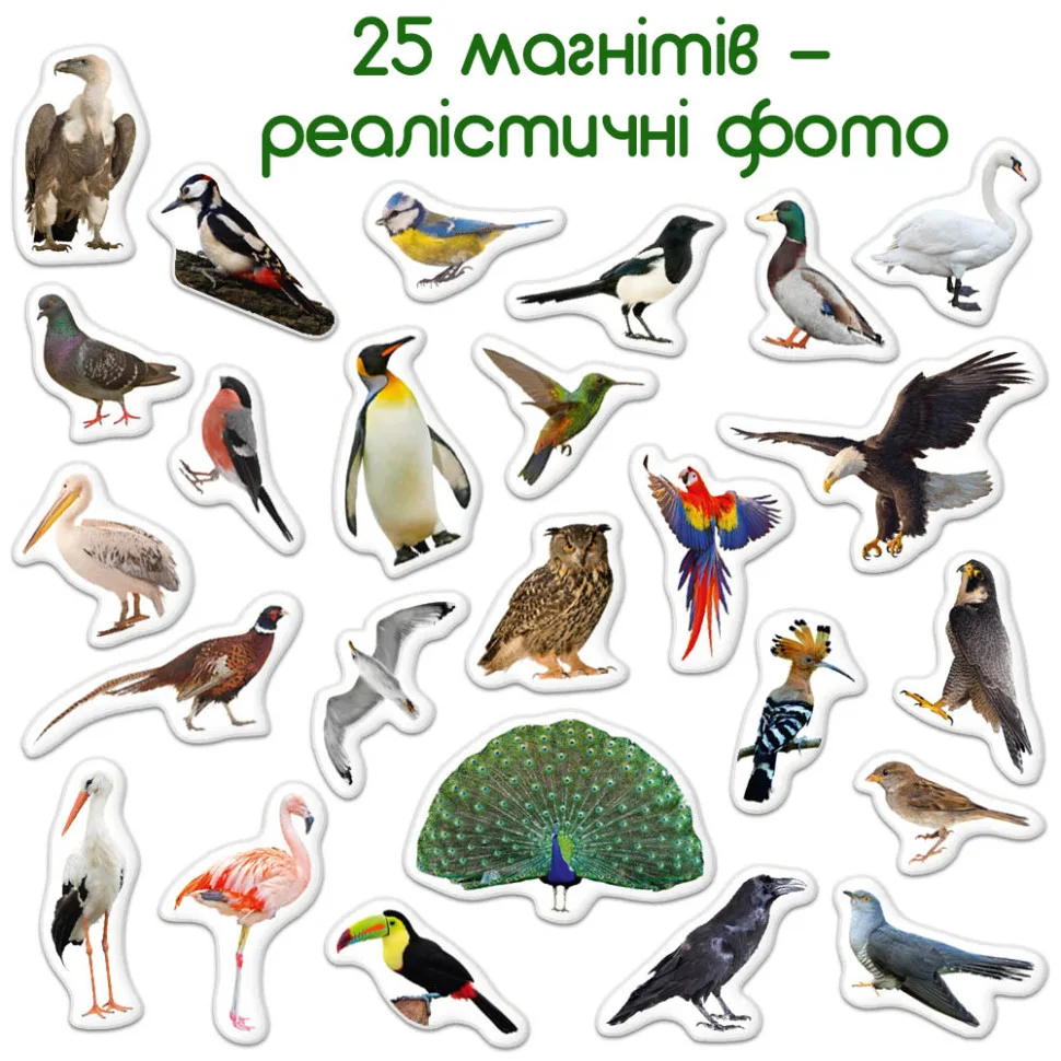 Дитячий набір магнітів Magdum Птахи ламіновані 30 шт багатокольорові